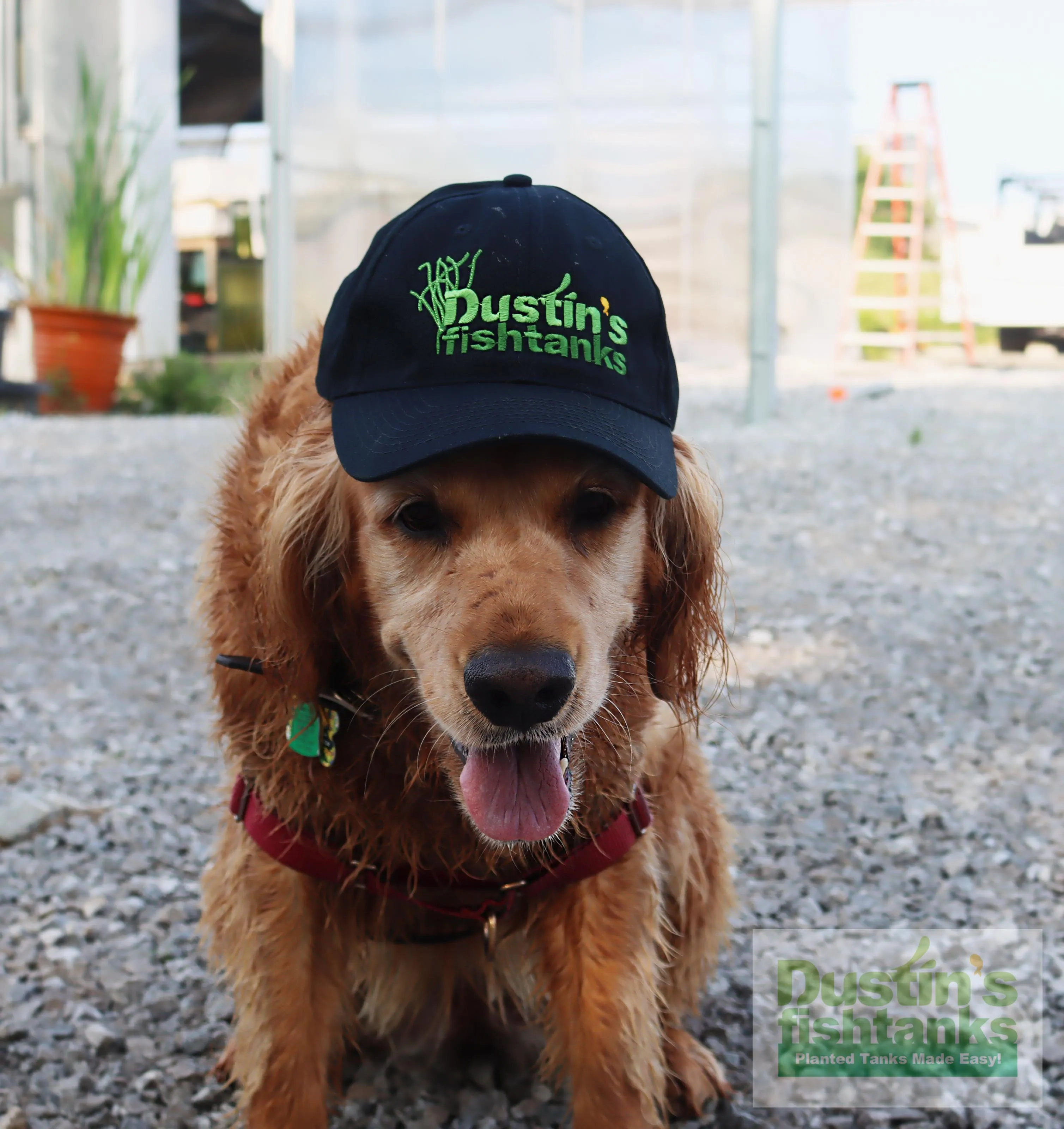 HATS! Dustin's FishTanks Logo with Crinum Natans Hat