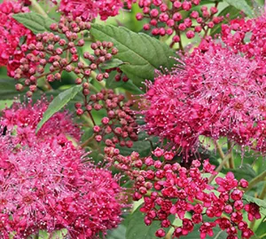 Spiraea Plumtastic #2