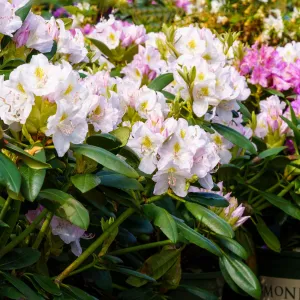 White Catawba Rhododendron