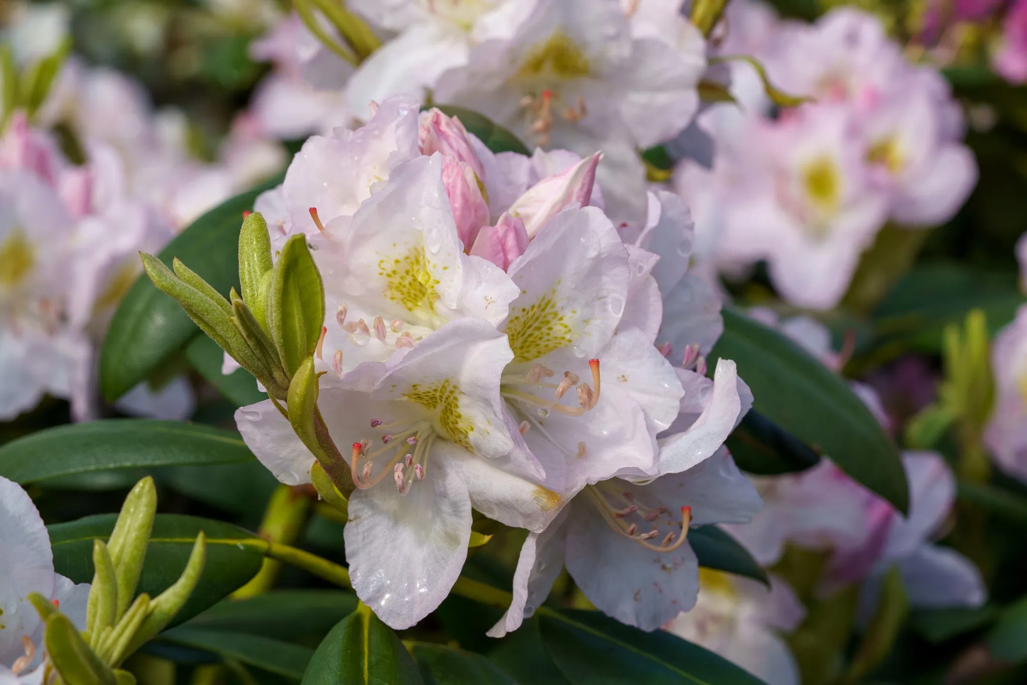 White Catawba Rhododendron