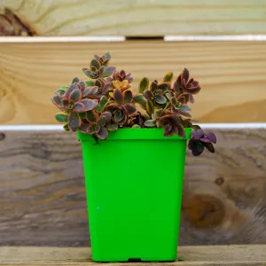 Wildfire Stonecrop