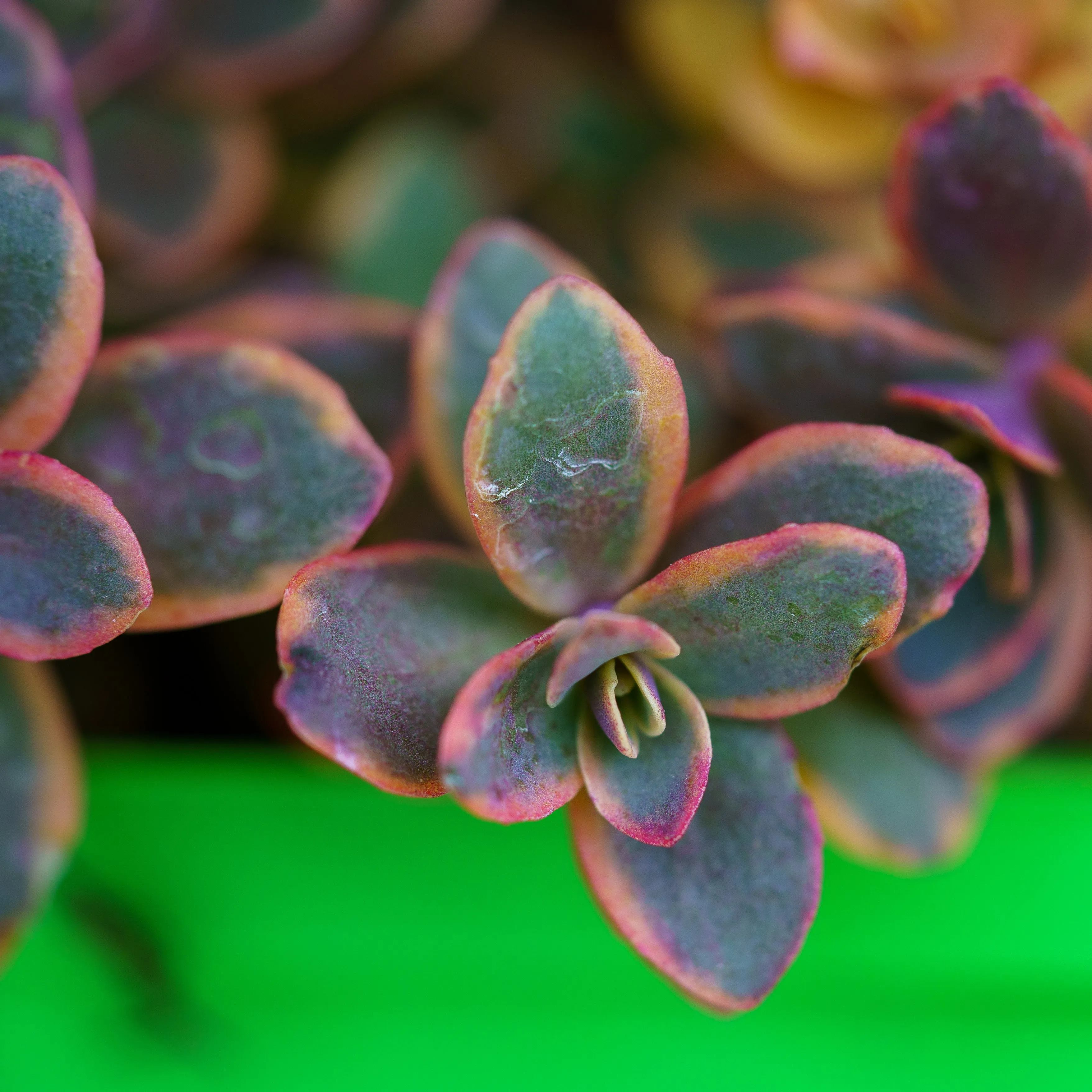 Wildfire Stonecrop